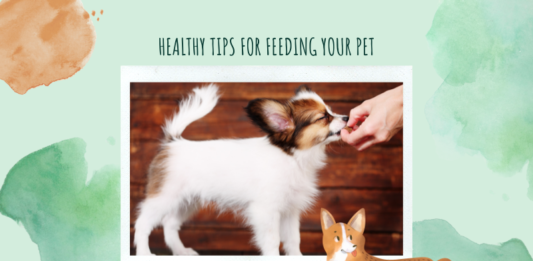 feeding-your-pet