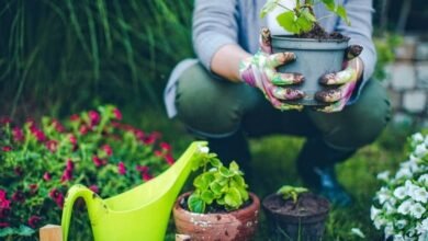 create a more sustainable and environmentally friendly garden