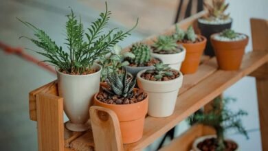different types of indoor plants