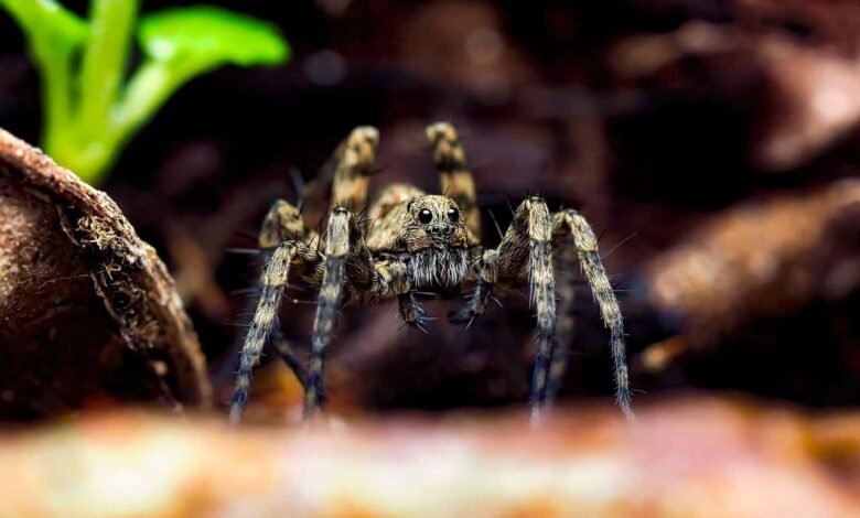 do wolf spiders climb into beds