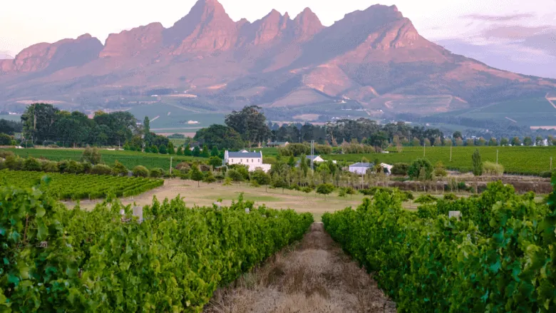 South Africa's Wine Wonderland