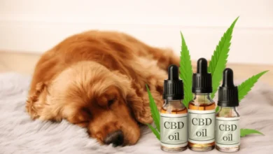 CBD oil for dogs