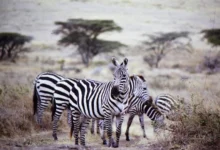 best safari locations to visit in Kenya