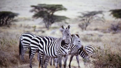 best safari locations to visit in Kenya