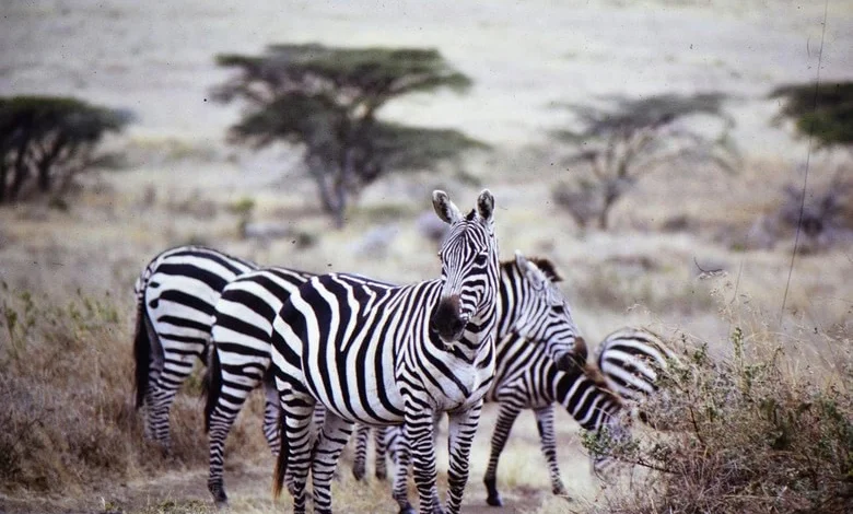 best safari locations to visit in Kenya