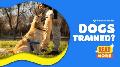 A golden retriever service dog being trained outdoors with its trainer, learning obedience commands.