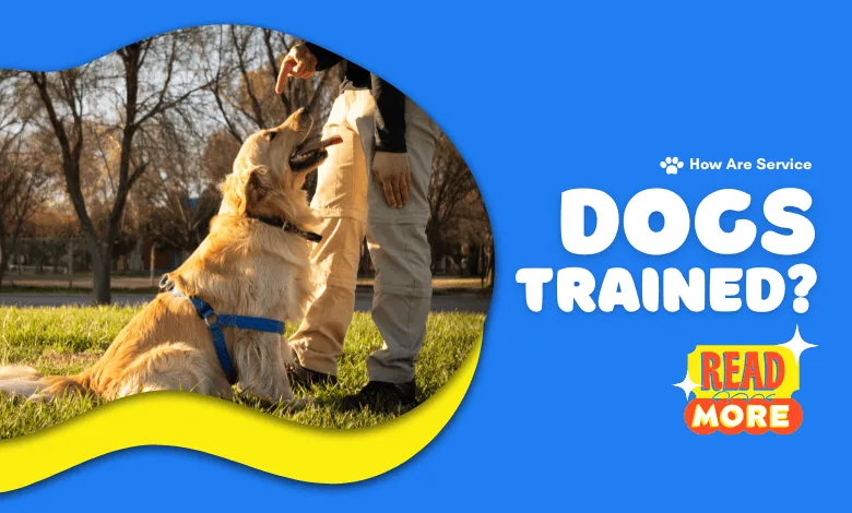 A golden retriever service dog being trained outdoors with its trainer, learning obedience commands.